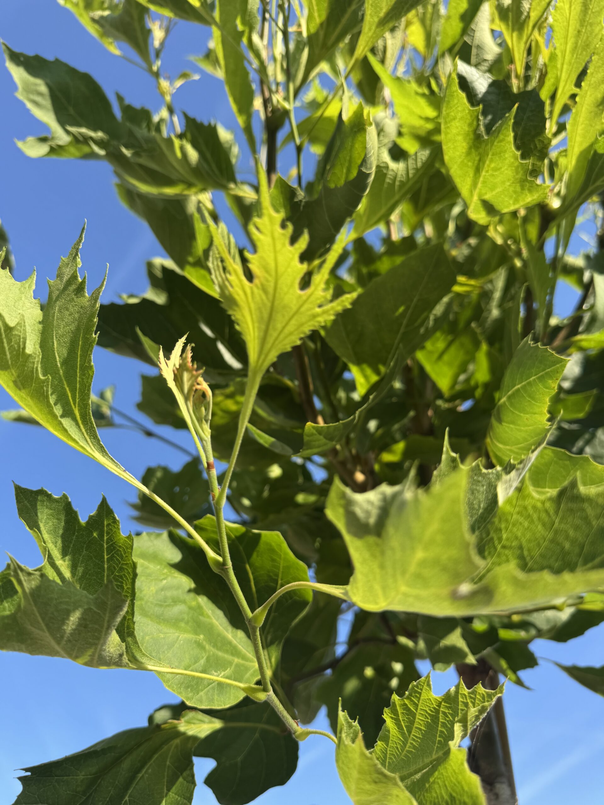 Platanus Alphens Globe ( Bol Plataan ) - Afbeelding 2