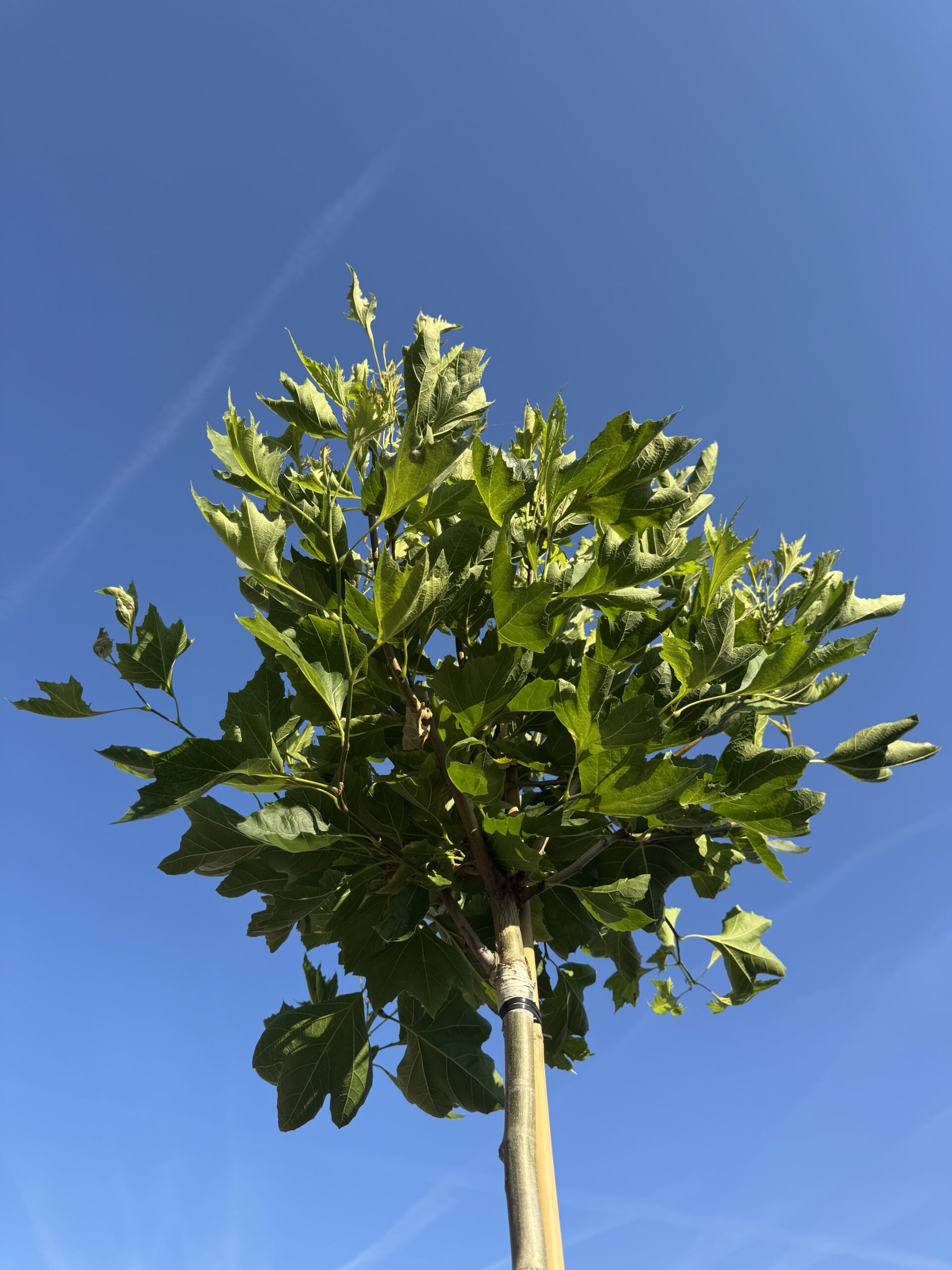 Platanus Alphens Globe ( Bol Plataan ) - Afbeelding 3