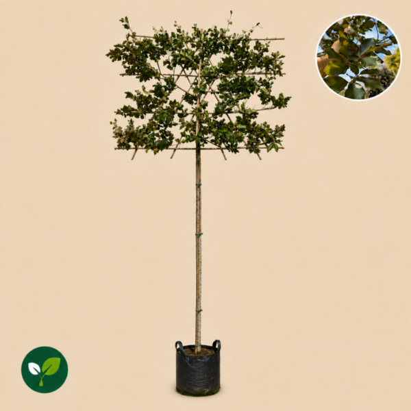 Fagus Sylvatica (Groene Leibeuk)