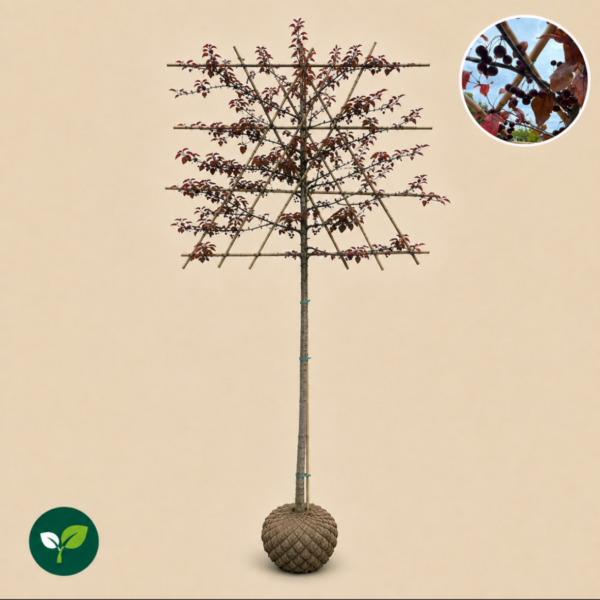 Malus 'Royalty  (Rode Sierappel Leivorm)