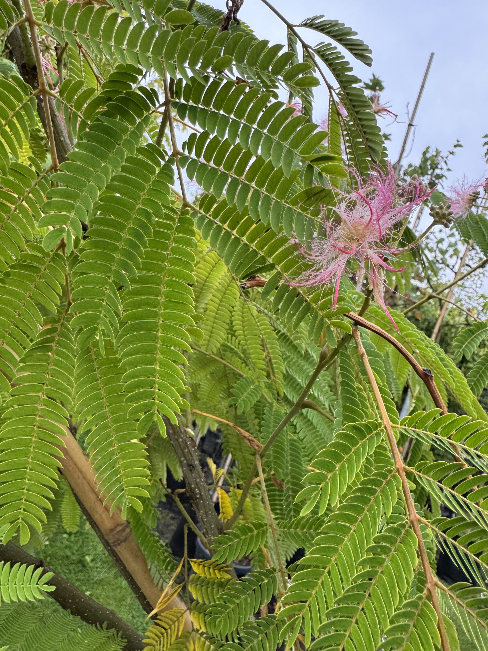 Albizia julibrissin (Perzische Slaapboom (Ombrella) - Afbeelding 4