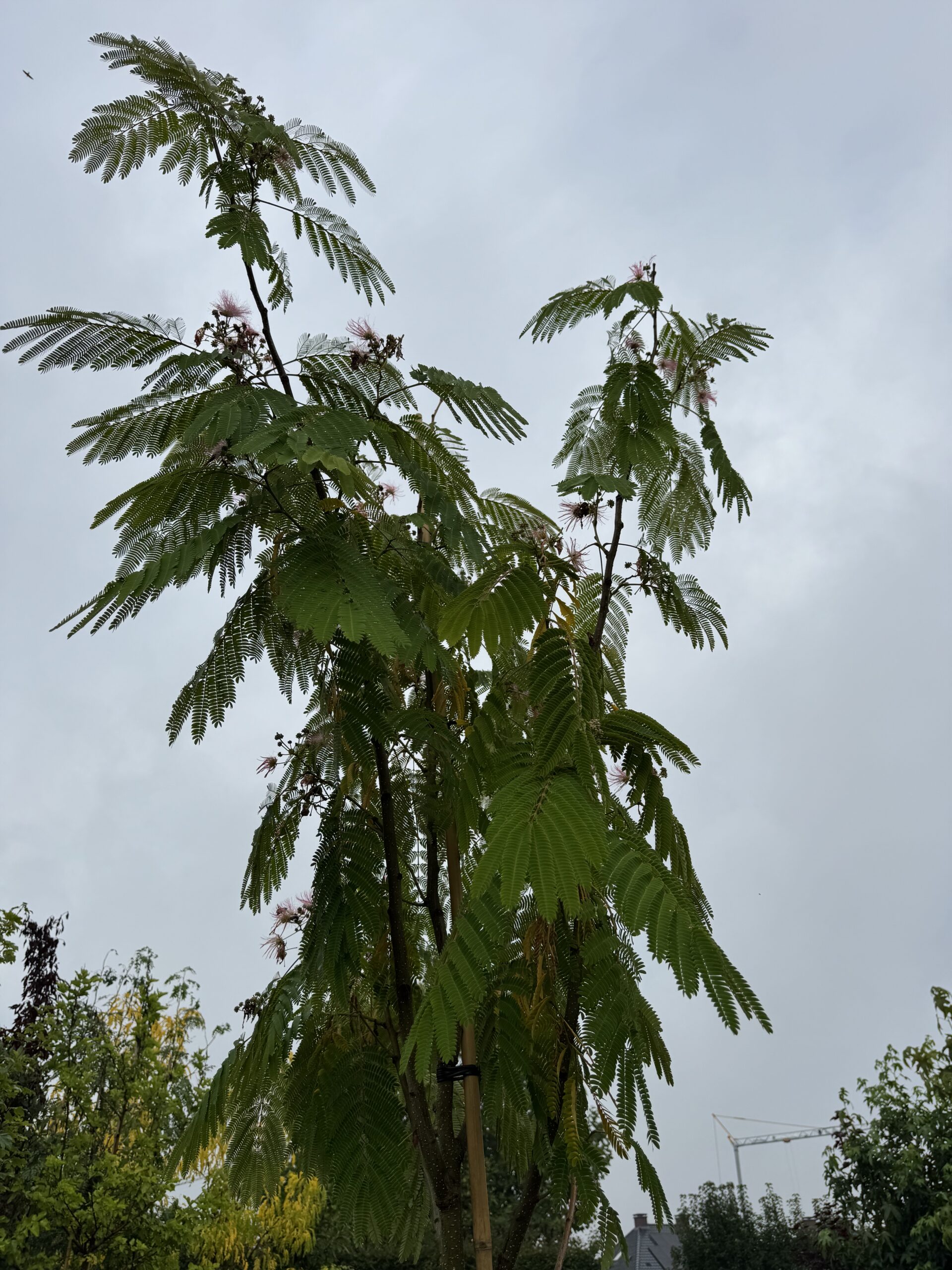 Albizia julibrissin (Perzische Slaapboom (Ombrella) - Afbeelding 3
