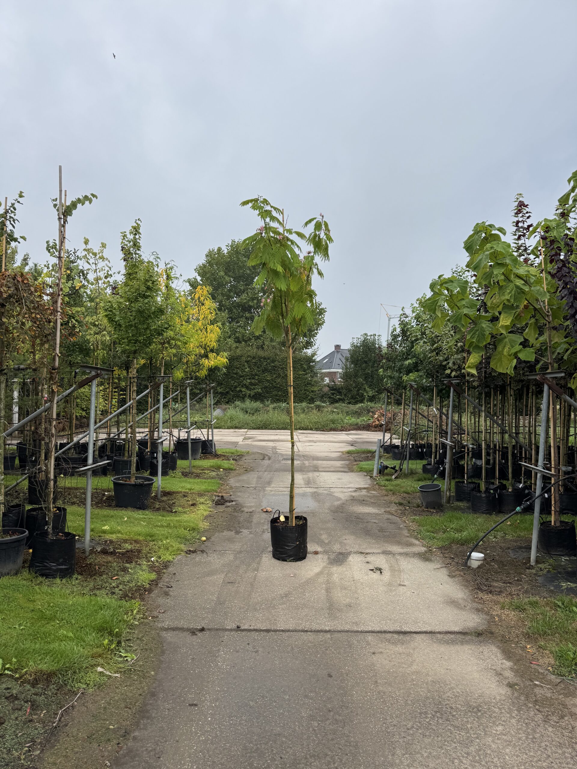 Albizia julibrissin (Perzische Slaapboom (Ombrella) - Afbeelding 2