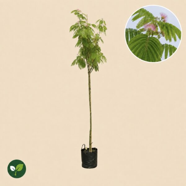 Albizia julibrissin (Perzische Slaapboom (Ombrella)
