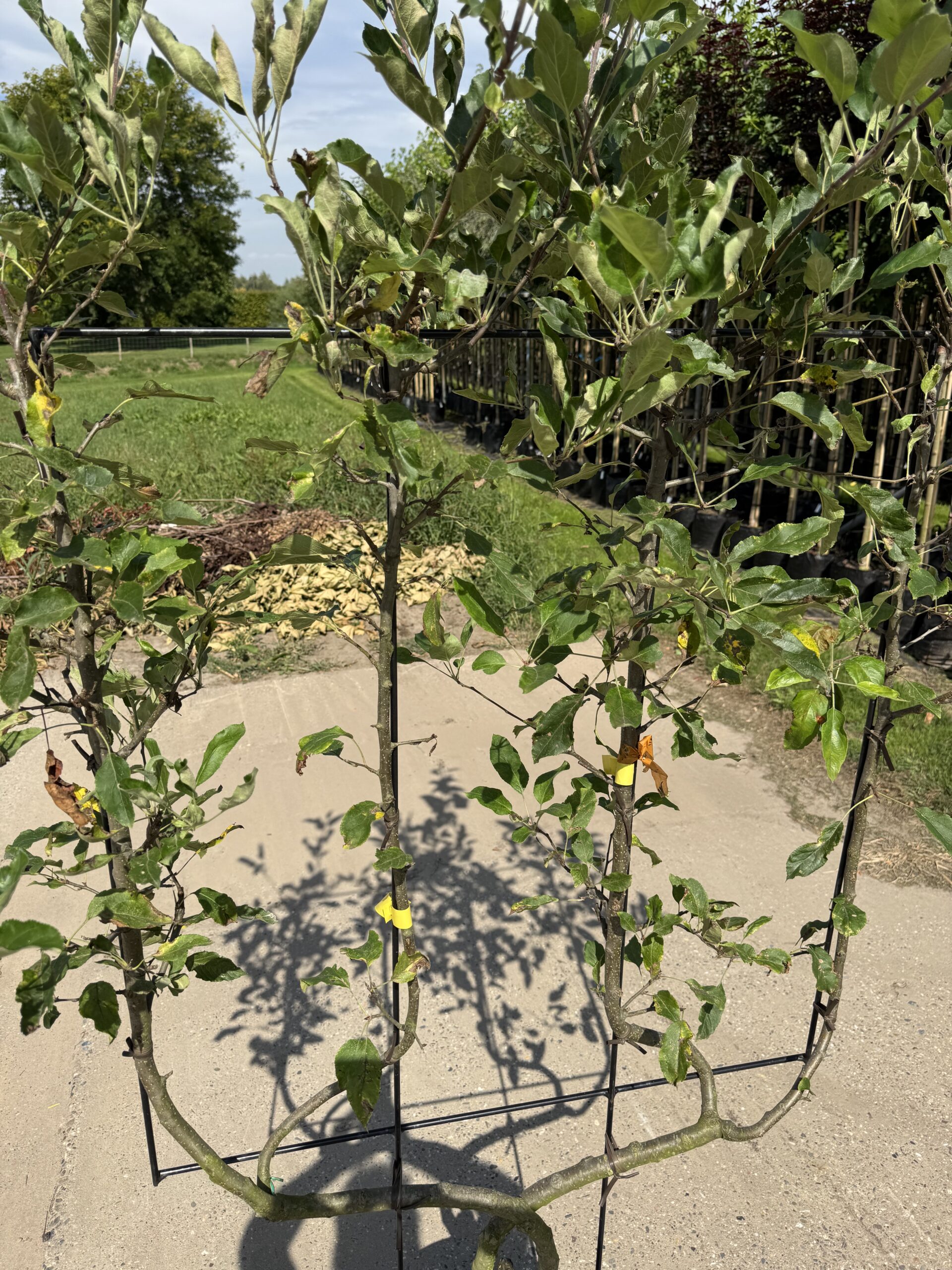 Malus domestica ‘Reinette Grise du Canada (Laagstam Leivorm) - Afbeelding 3