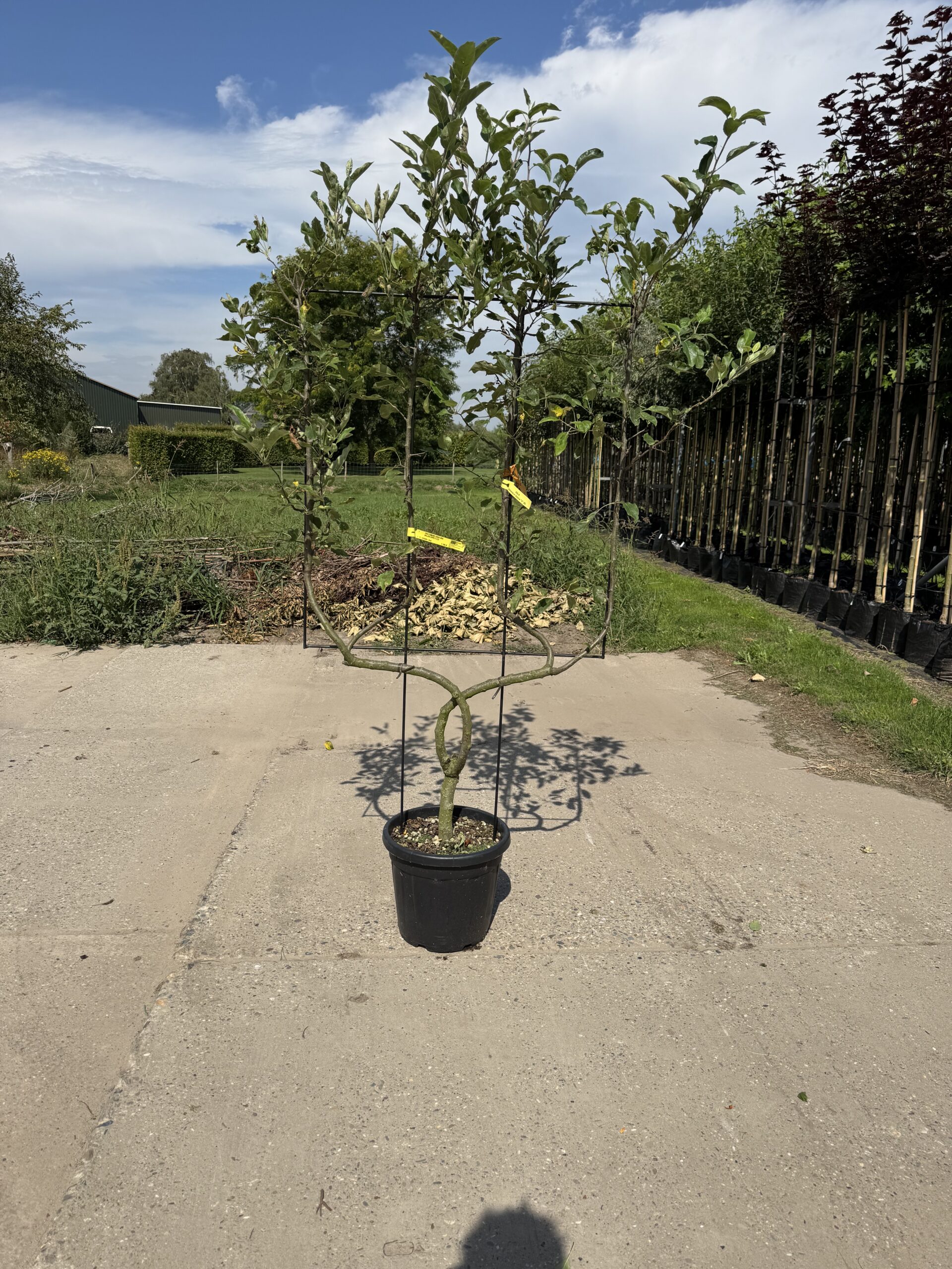 Malus domestica ‘Reinette Grise du Canada (Laagstam Leivorm) - Afbeelding 4