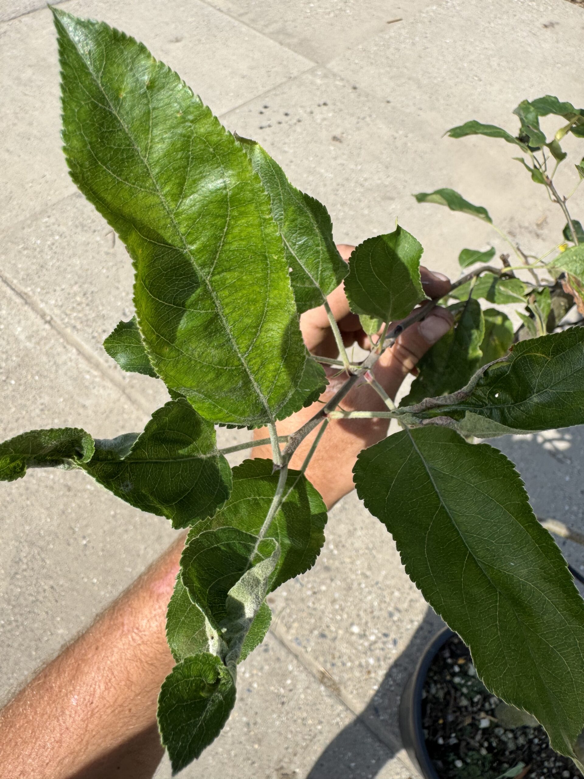Malus domestica ‘Reinette Grise du Canada (Laagstam Leivorm) - Afbeelding 2