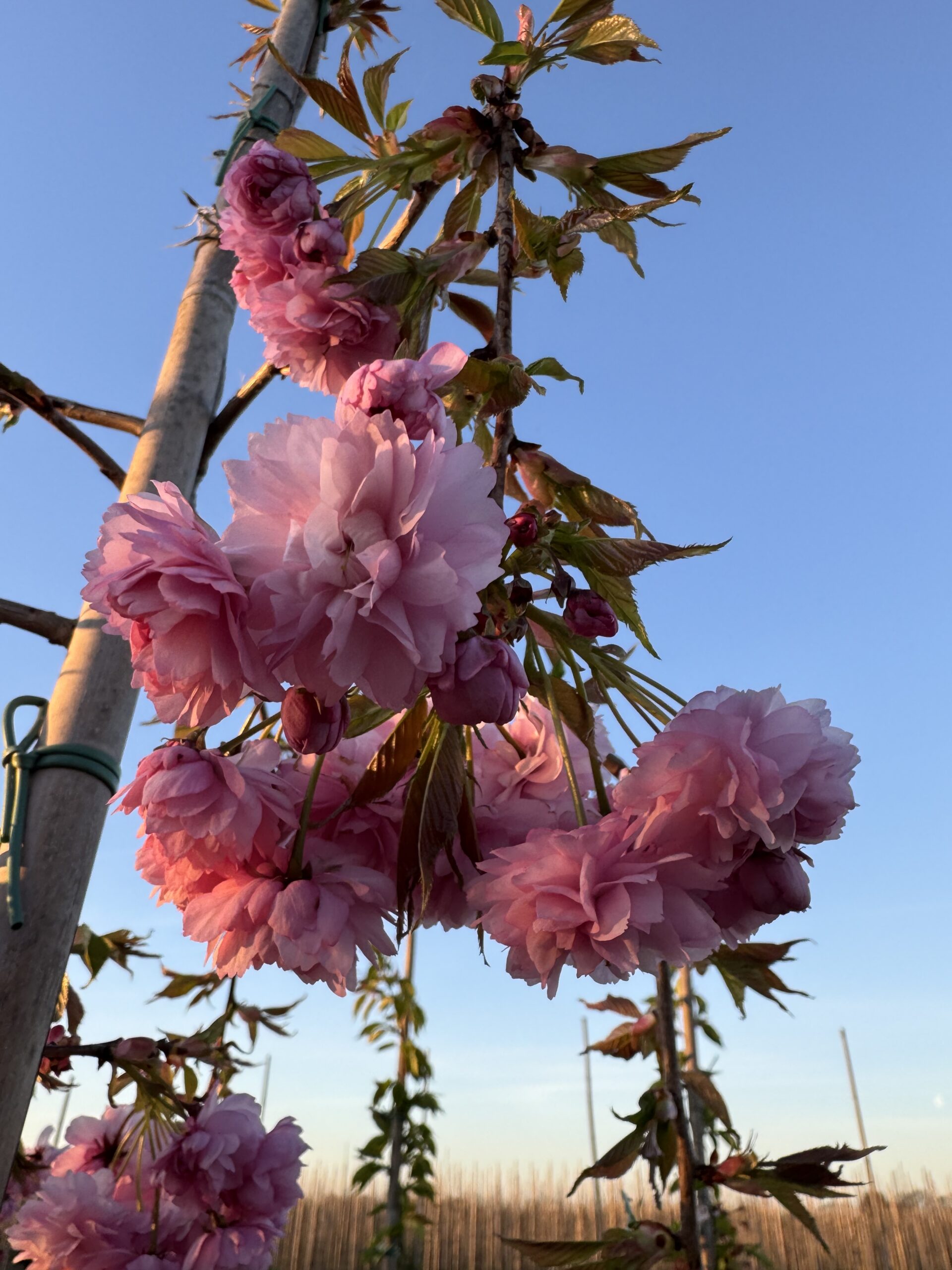 Prunus Serrulata ‘Kiku-shidare-zakura’ (Japanse Treursierkers) - Afbeelding 3