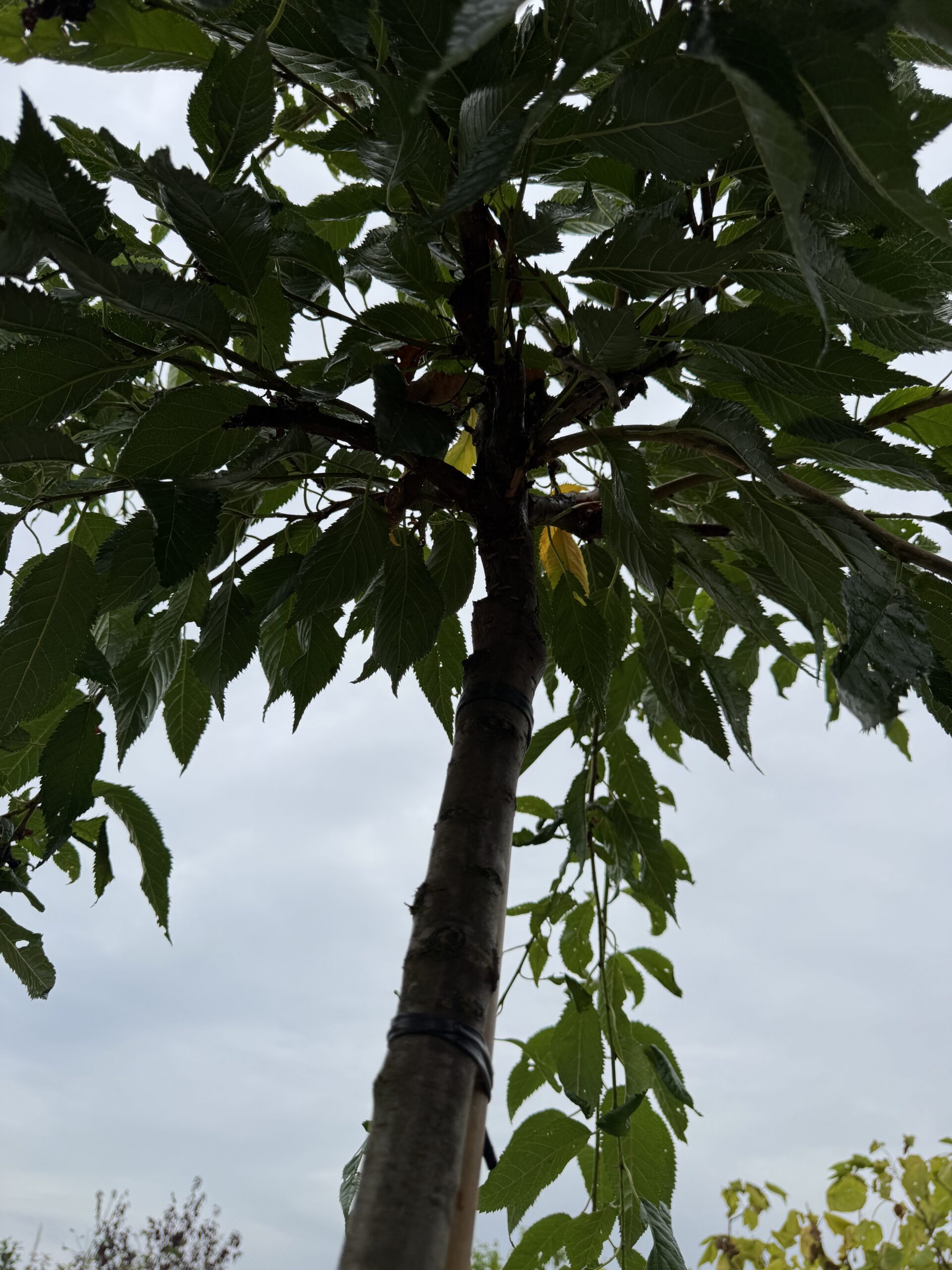 Prunus Serrulata ‘Kiku-shidare-zakura’ (Japanse Treursierkers) - Afbeelding 2