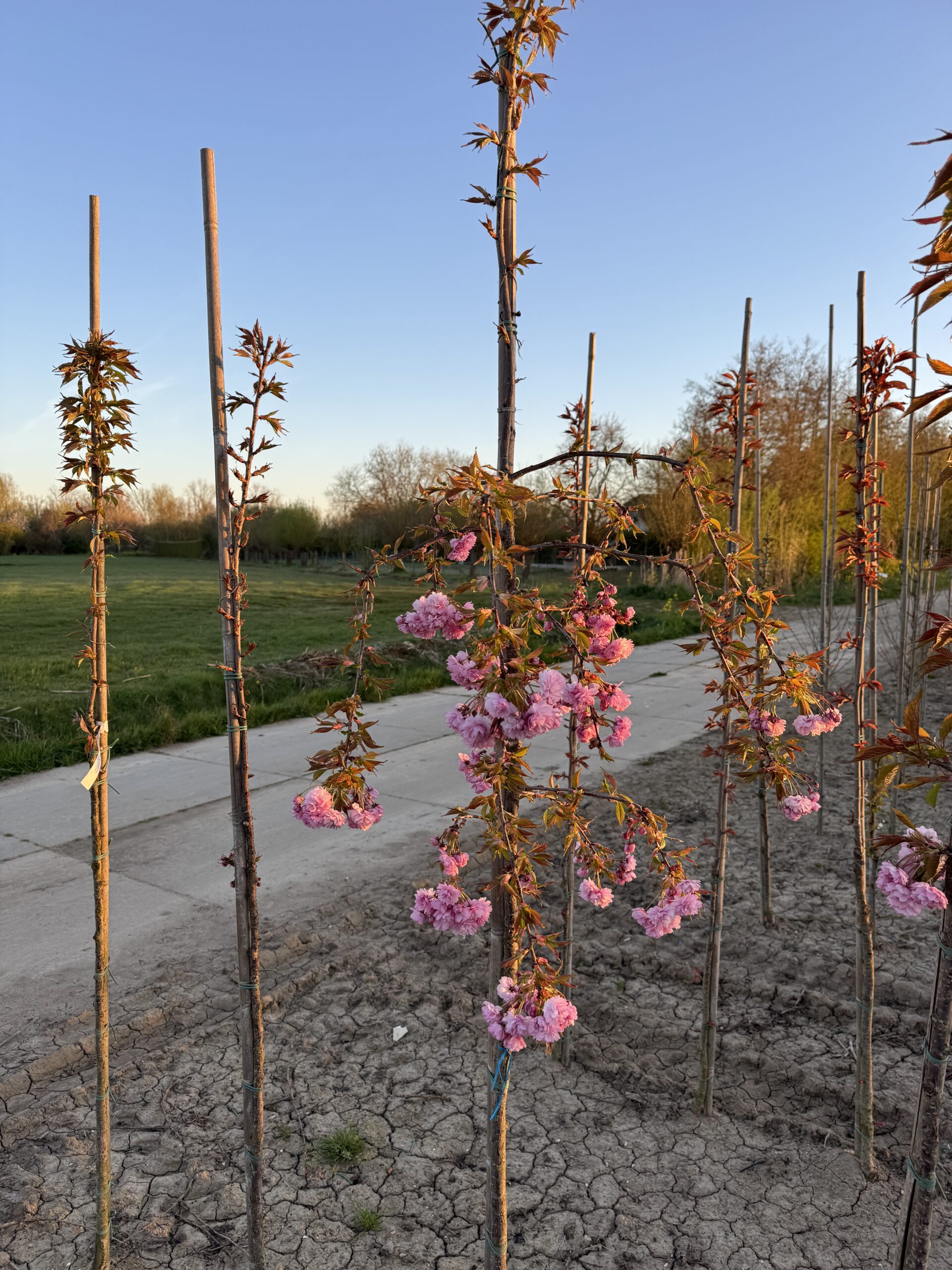 Prunus Serrulata ‘Kiku-shidare-zakura’ (Japanse Treursierkers) - Afbeelding 4