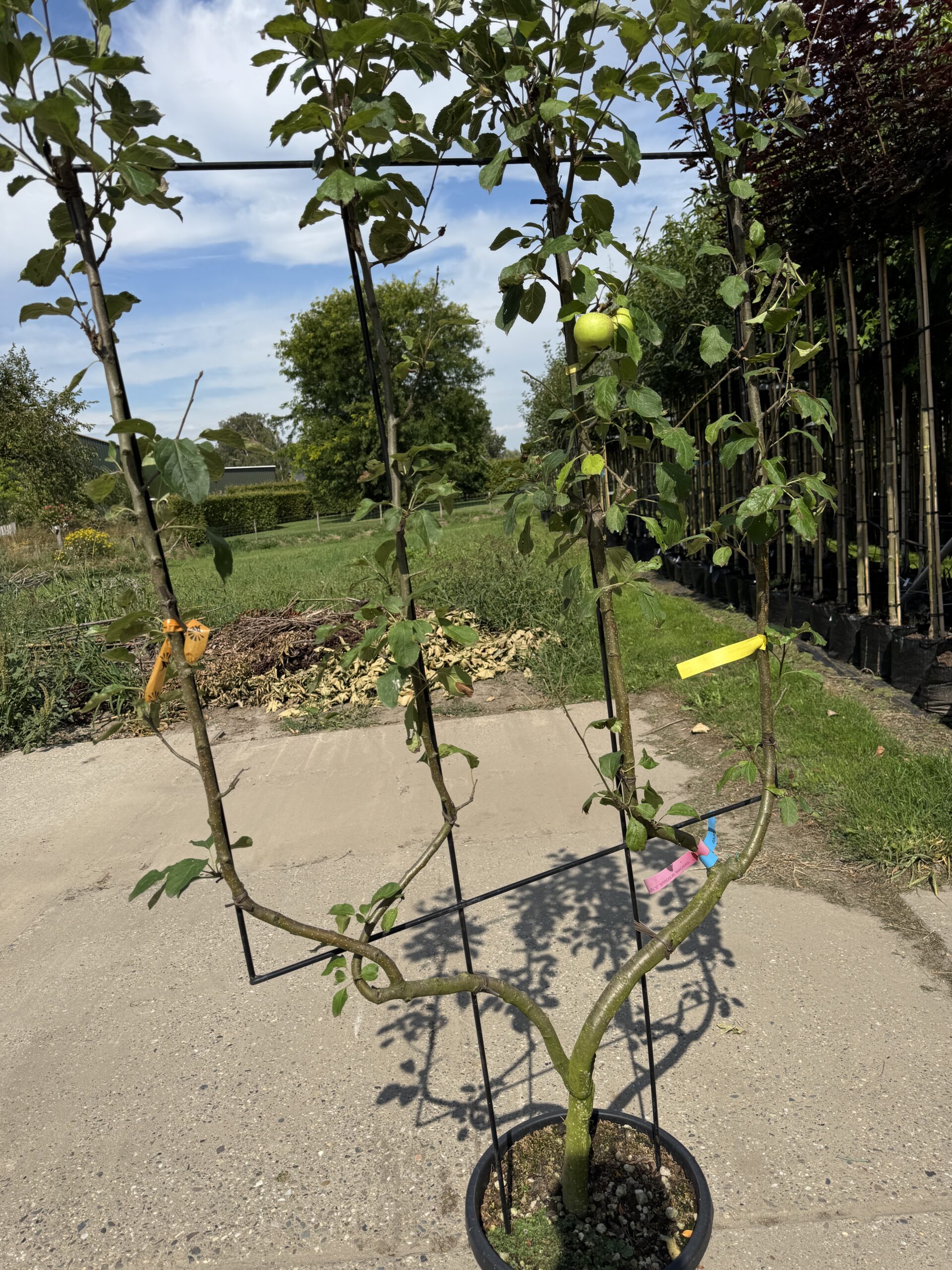 Malus Domestica Golden Delicious (Laagstam Leivorm) - Afbeelding 4
