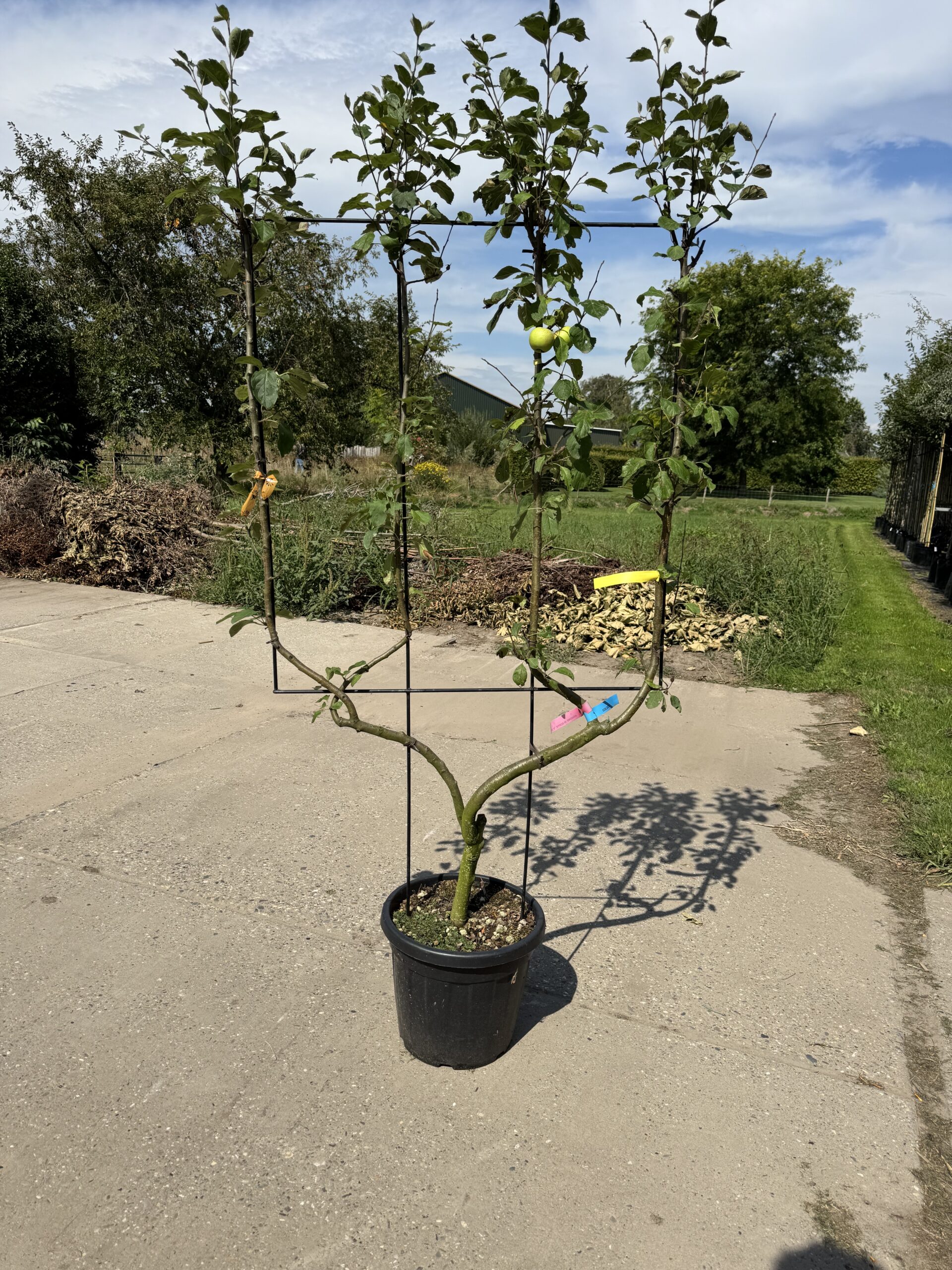 Malus Domestica Golden Delicious (Laagstam Leivorm) - Afbeelding 3