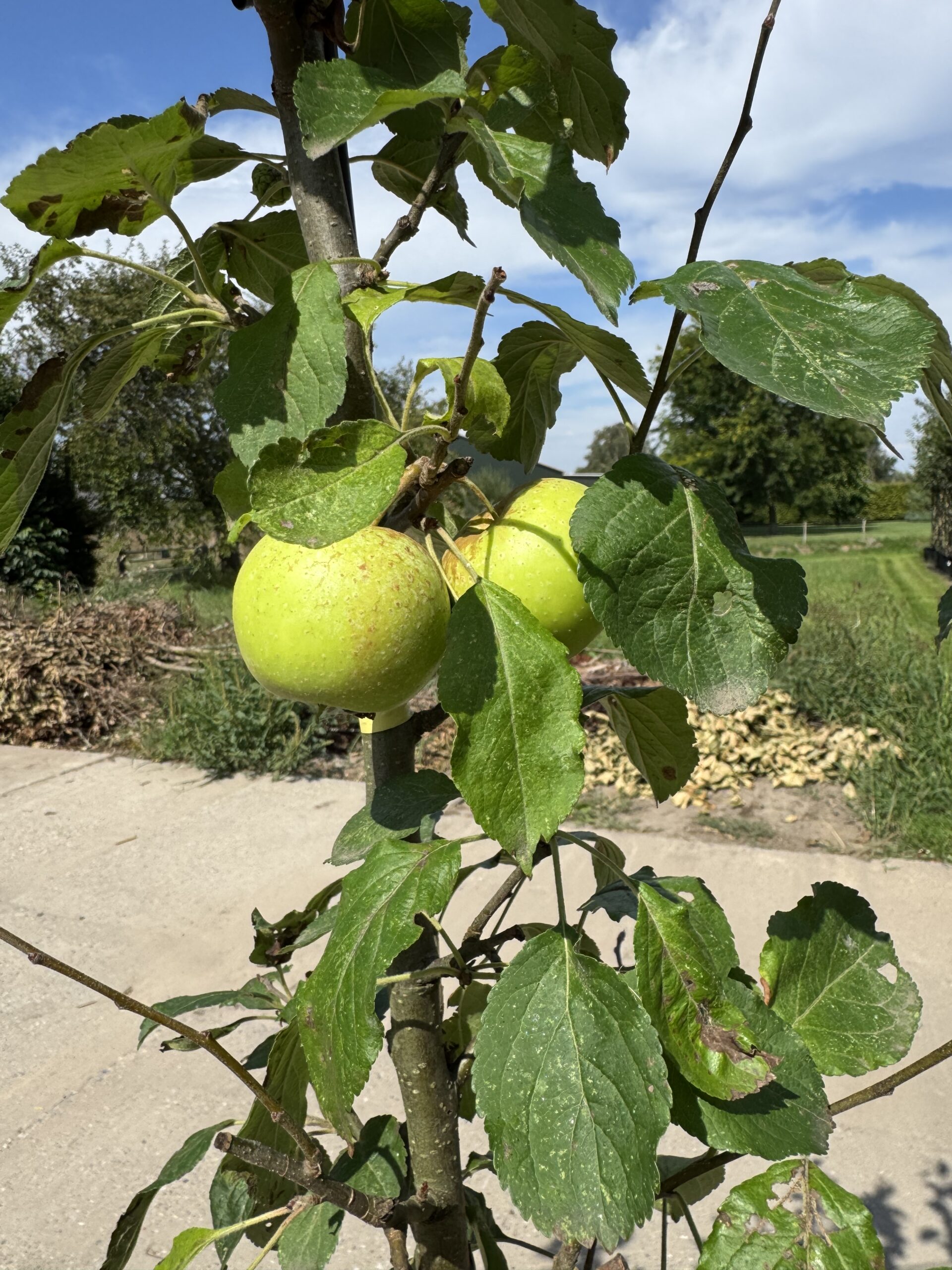 Malus Domestica Golden Delicious (Laagstam Leivorm) - Afbeelding 2