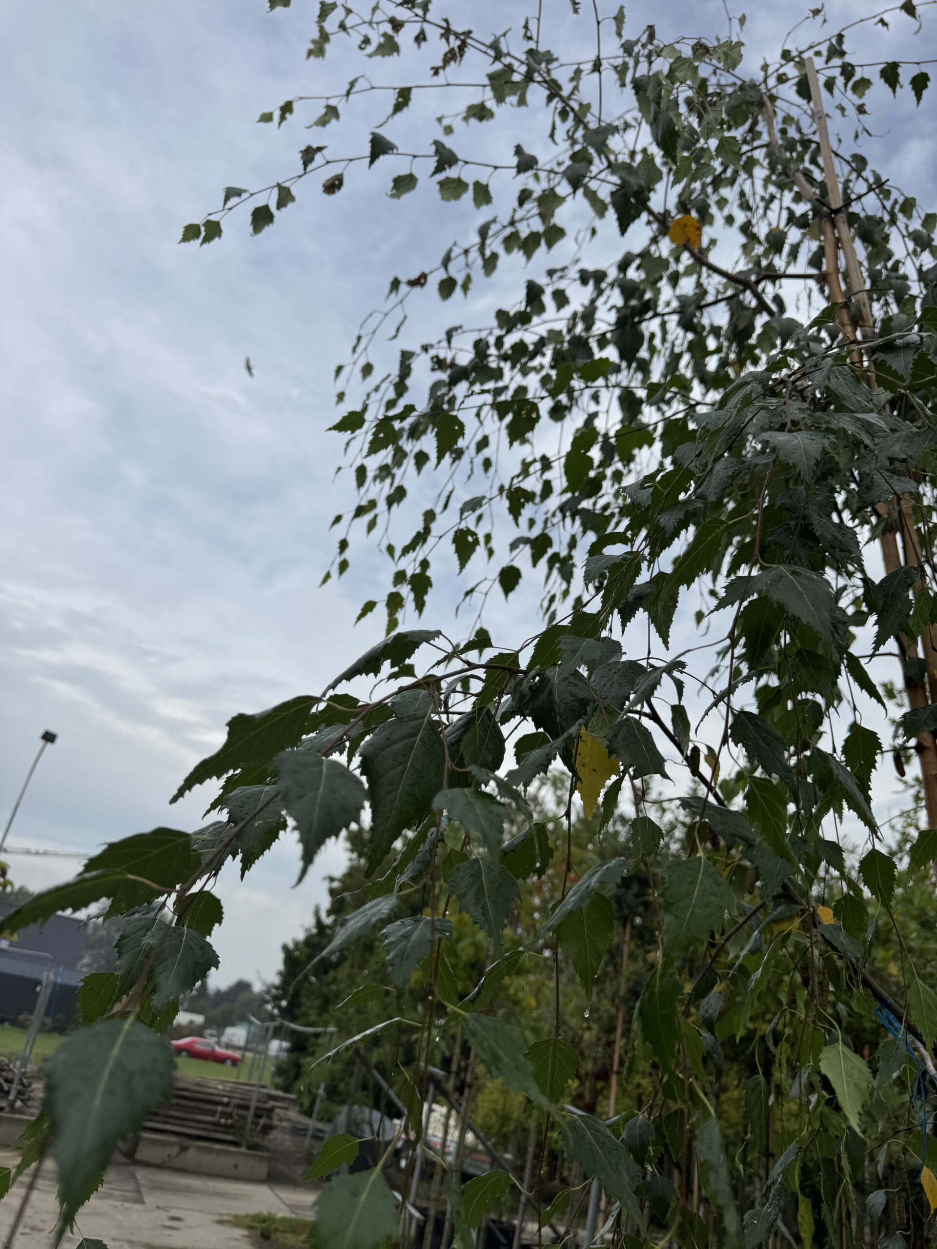 Betula Pendula Tristus (Treurberk) - Afbeelding 4