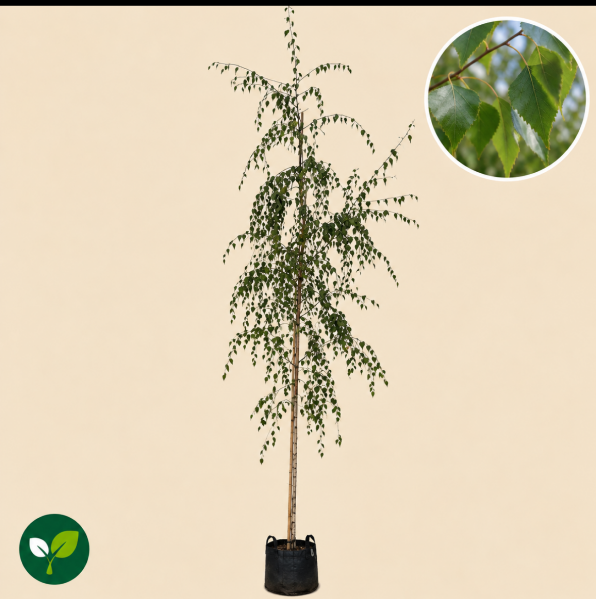Betula Pendula Tristus (Treurberk) - Afbeelding 2