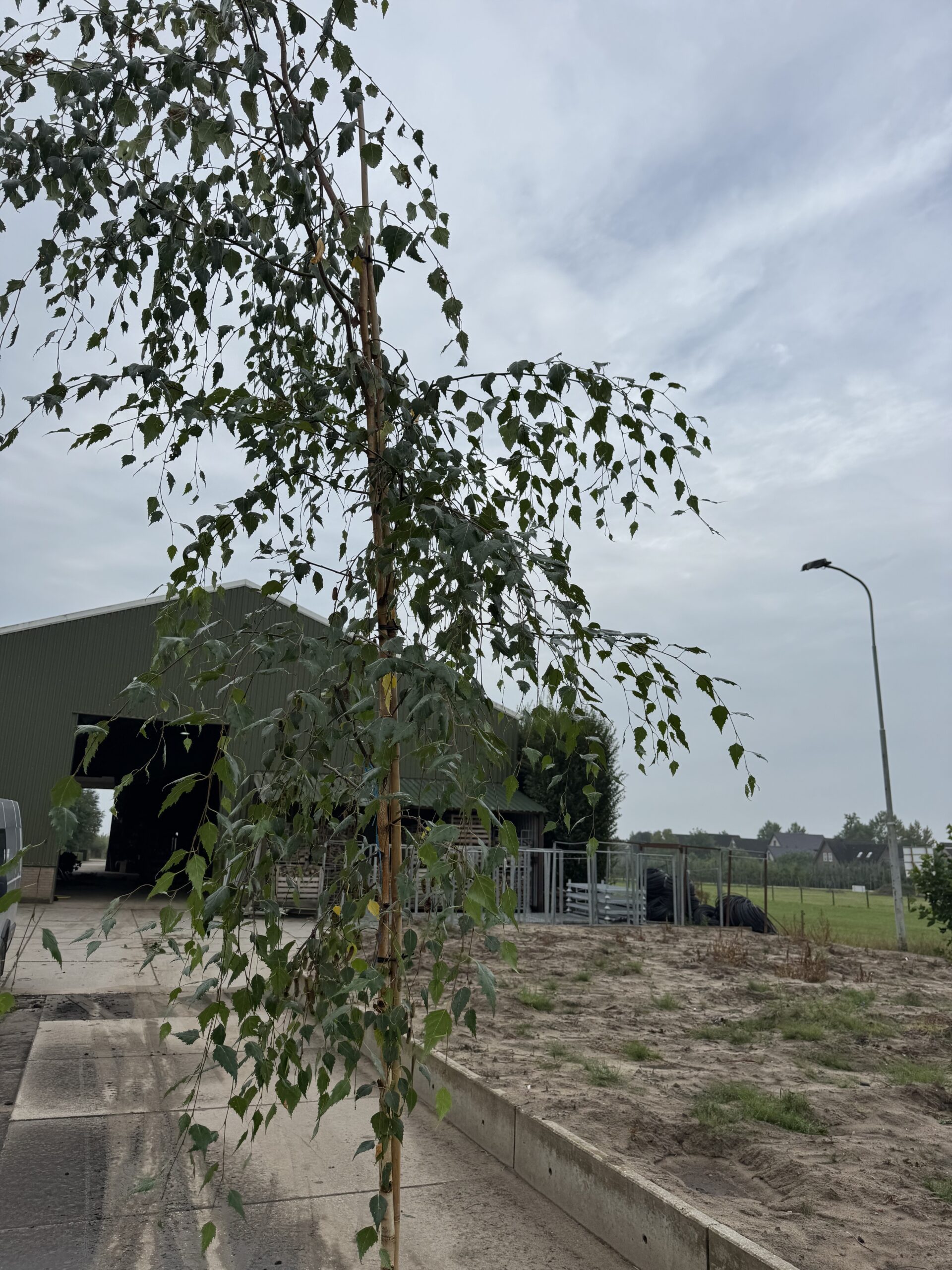 Betula Pendula Tristus (Treurberk) - Afbeelding 3