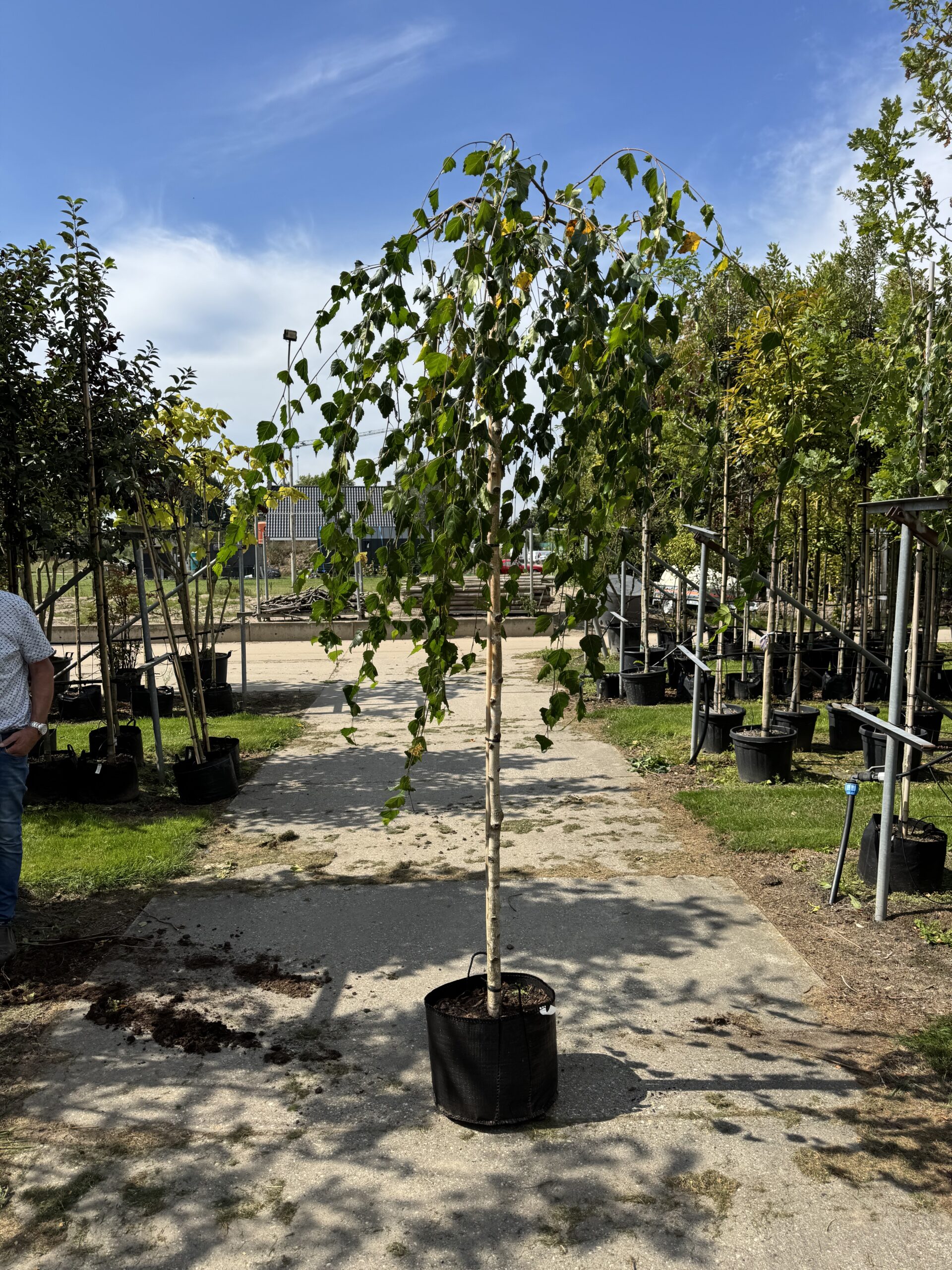 Betula pendula ‘Youngii’ (Treurberk) - Afbeelding 2