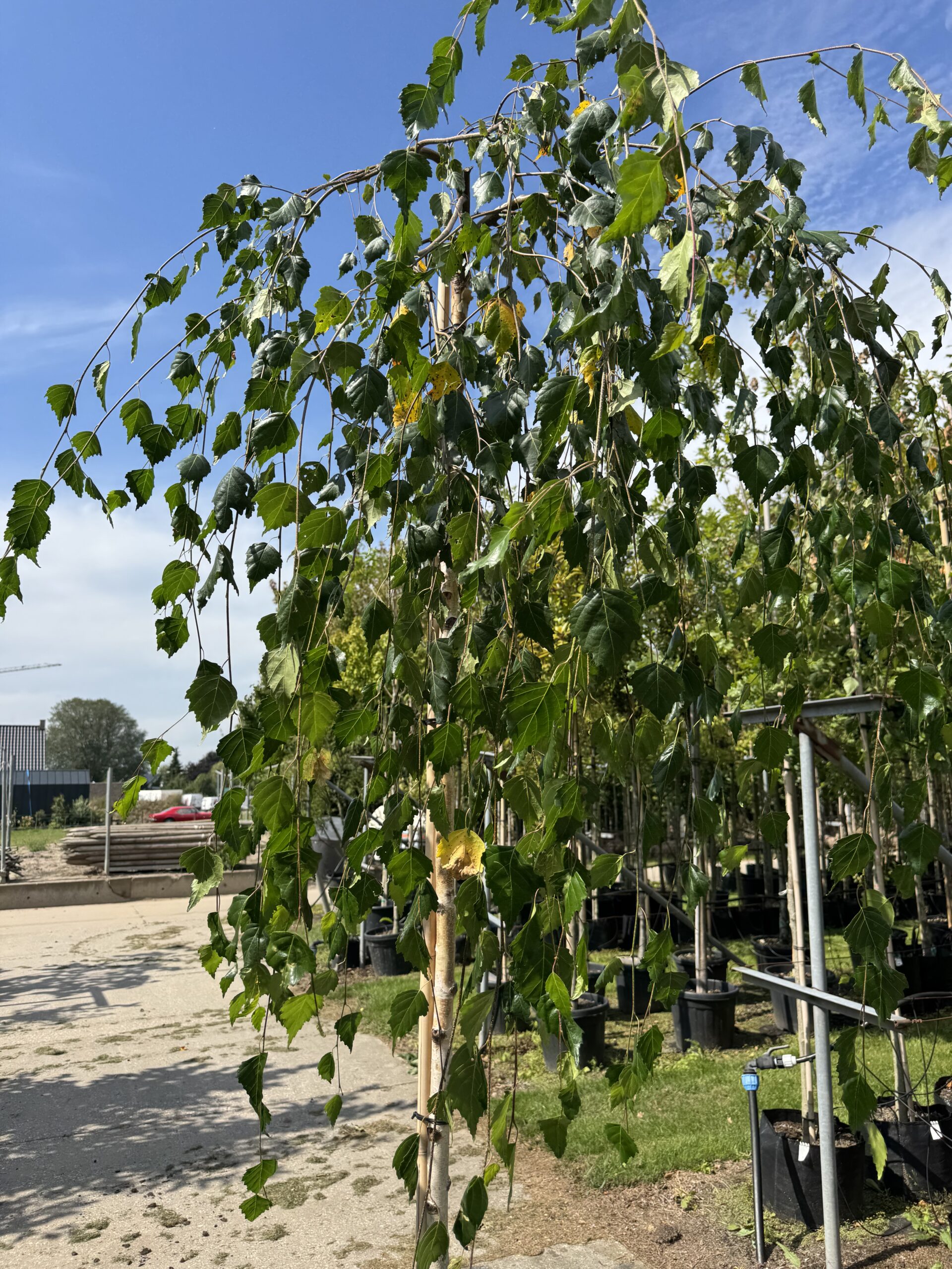 Betula pendula ‘Youngii’ (Treurberk) - Afbeelding 4
