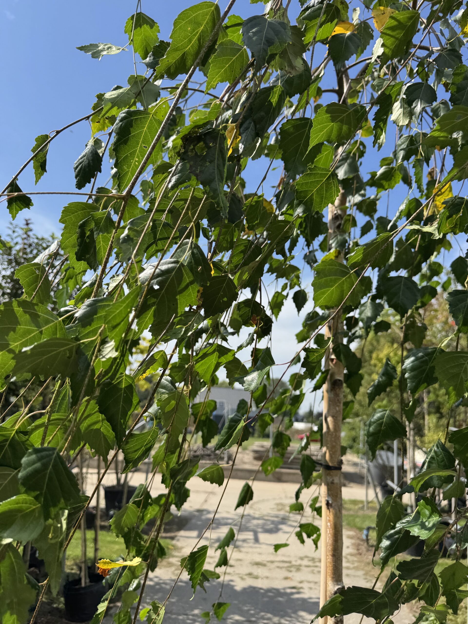 Betula pendula ‘Youngii’ (Treurberk) - Afbeelding 3
