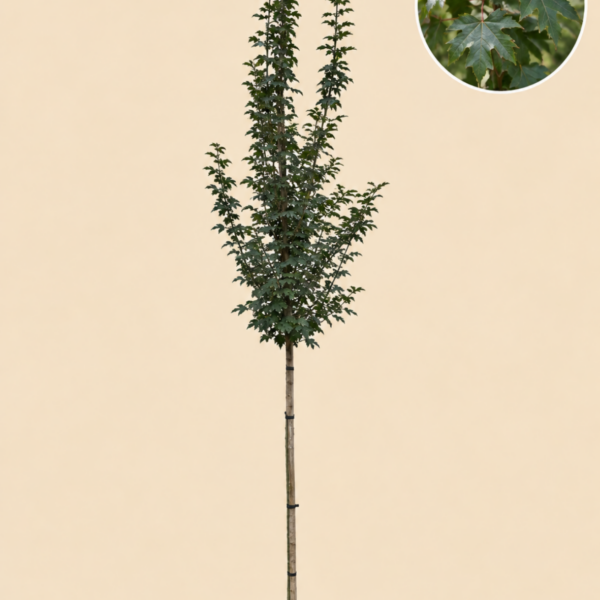Acer Campestre (Spaanse Aak)