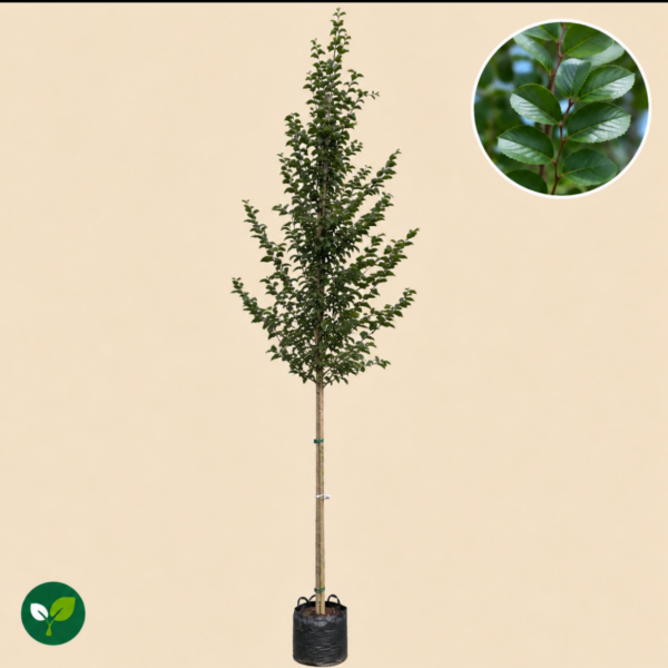 Carpinus Betulus Frans Fontaine (haagbeuk)
