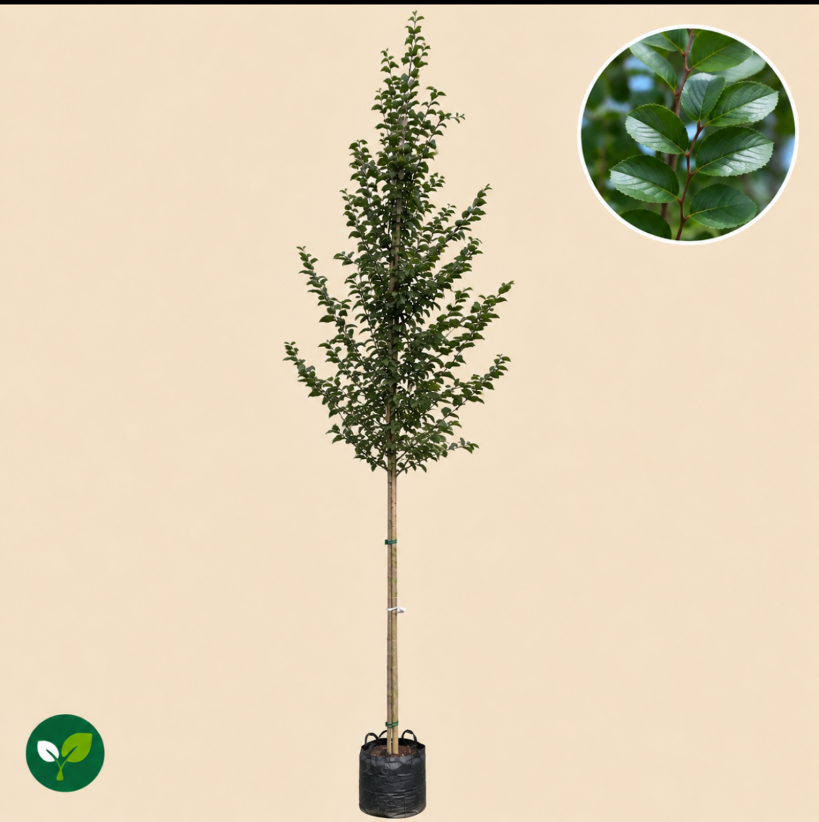 Carpinus Betulus Frans Fontaine (haagbeuk)
