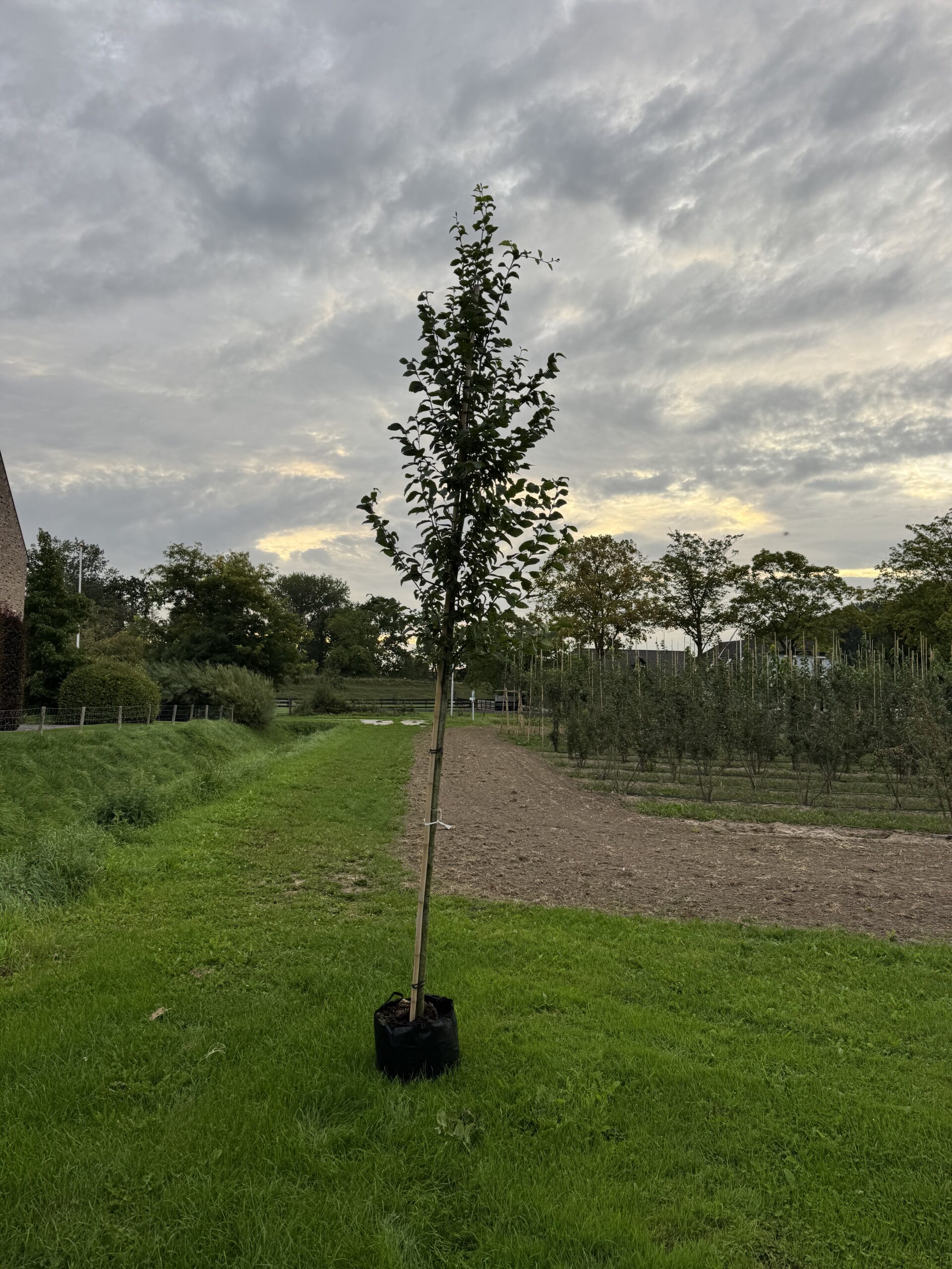 Carpinus Betulus Frans Fontaine (haagbeuk) - Afbeelding 2