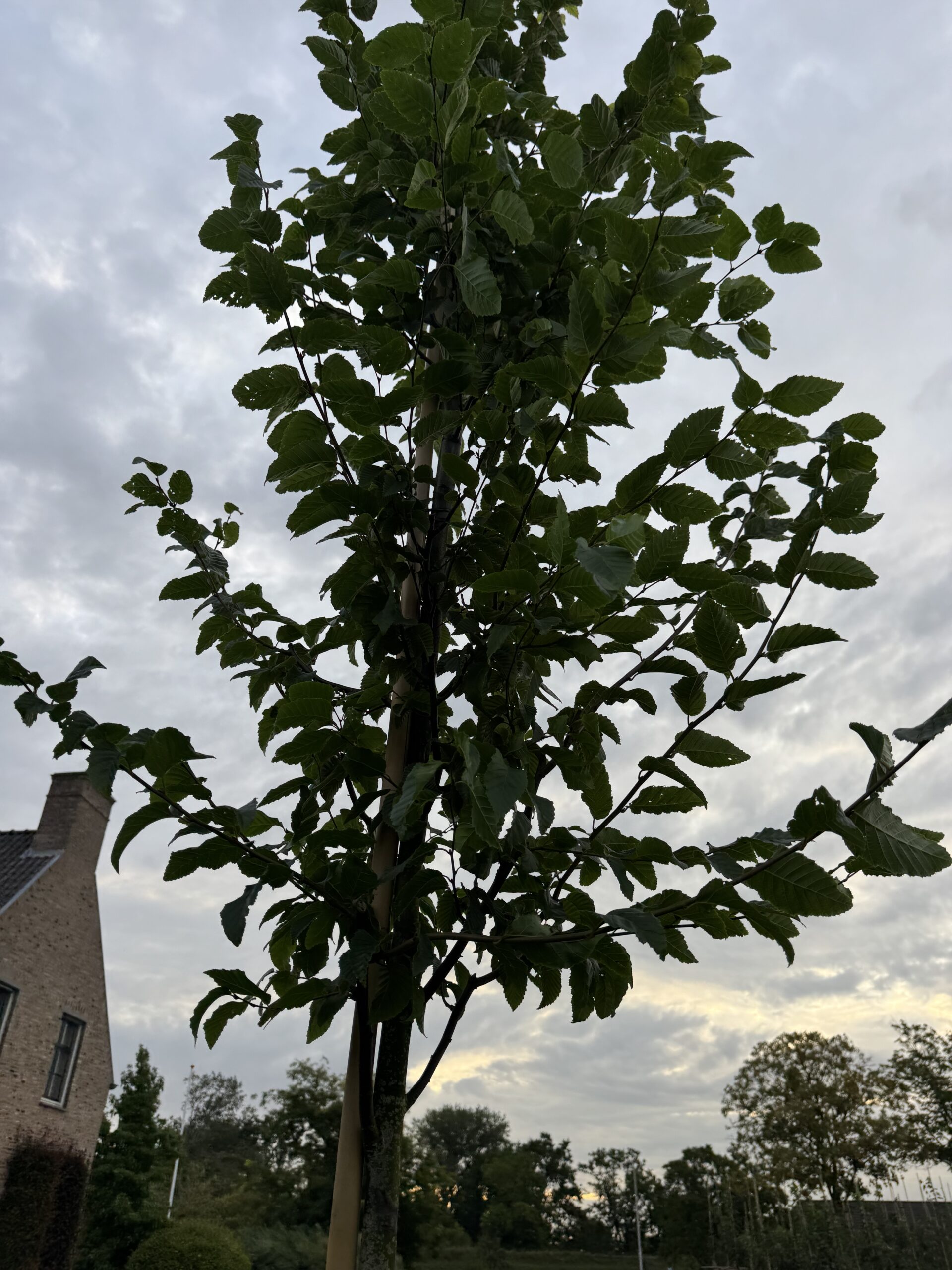 Carpinus Betulus Frans Fontaine (haagbeuk) - Afbeelding 3