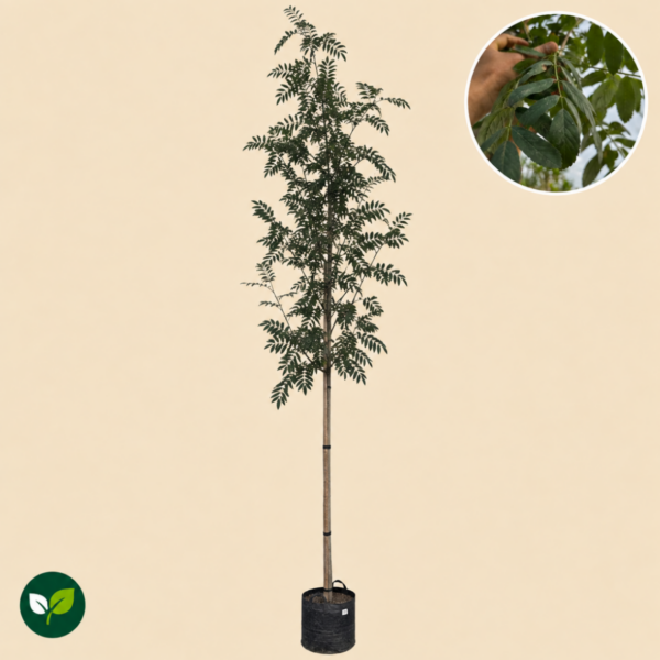 Sorbus Aucuparia (Lijsterbes)
