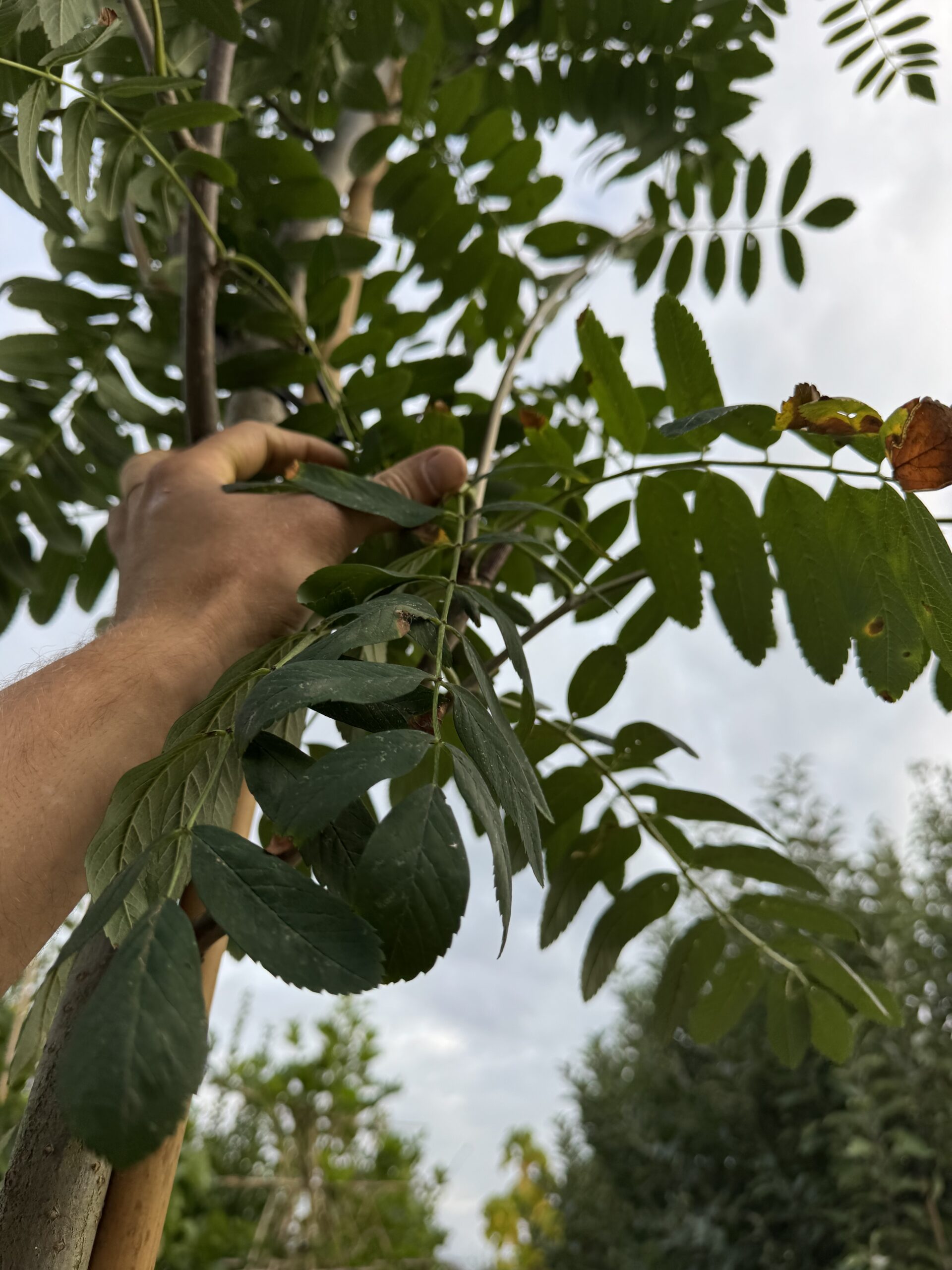Sorbus Aucuparia (Lijsterbes) - Afbeelding 3
