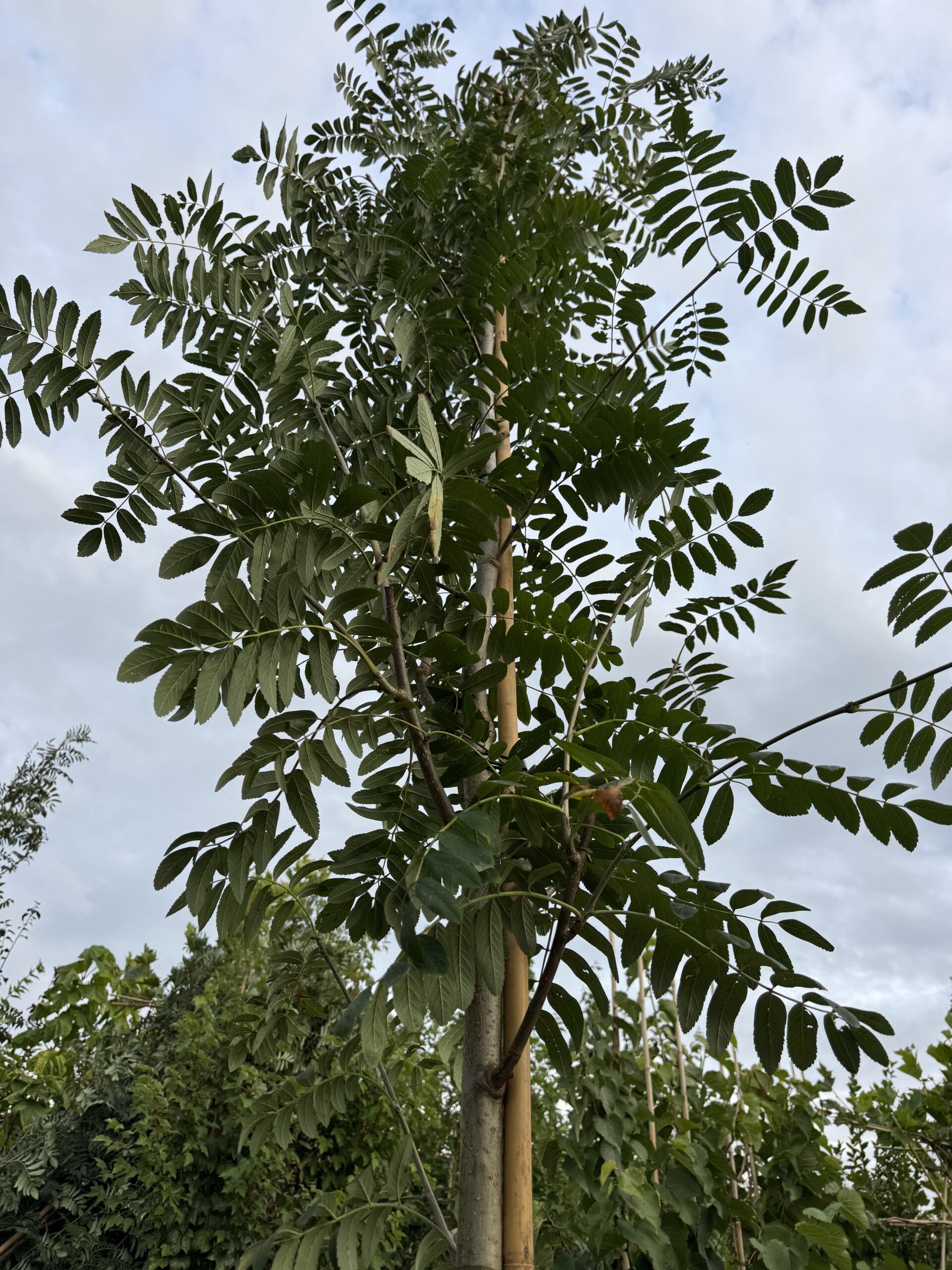 Sorbus Aucuparia (Lijsterbes) - Afbeelding 2