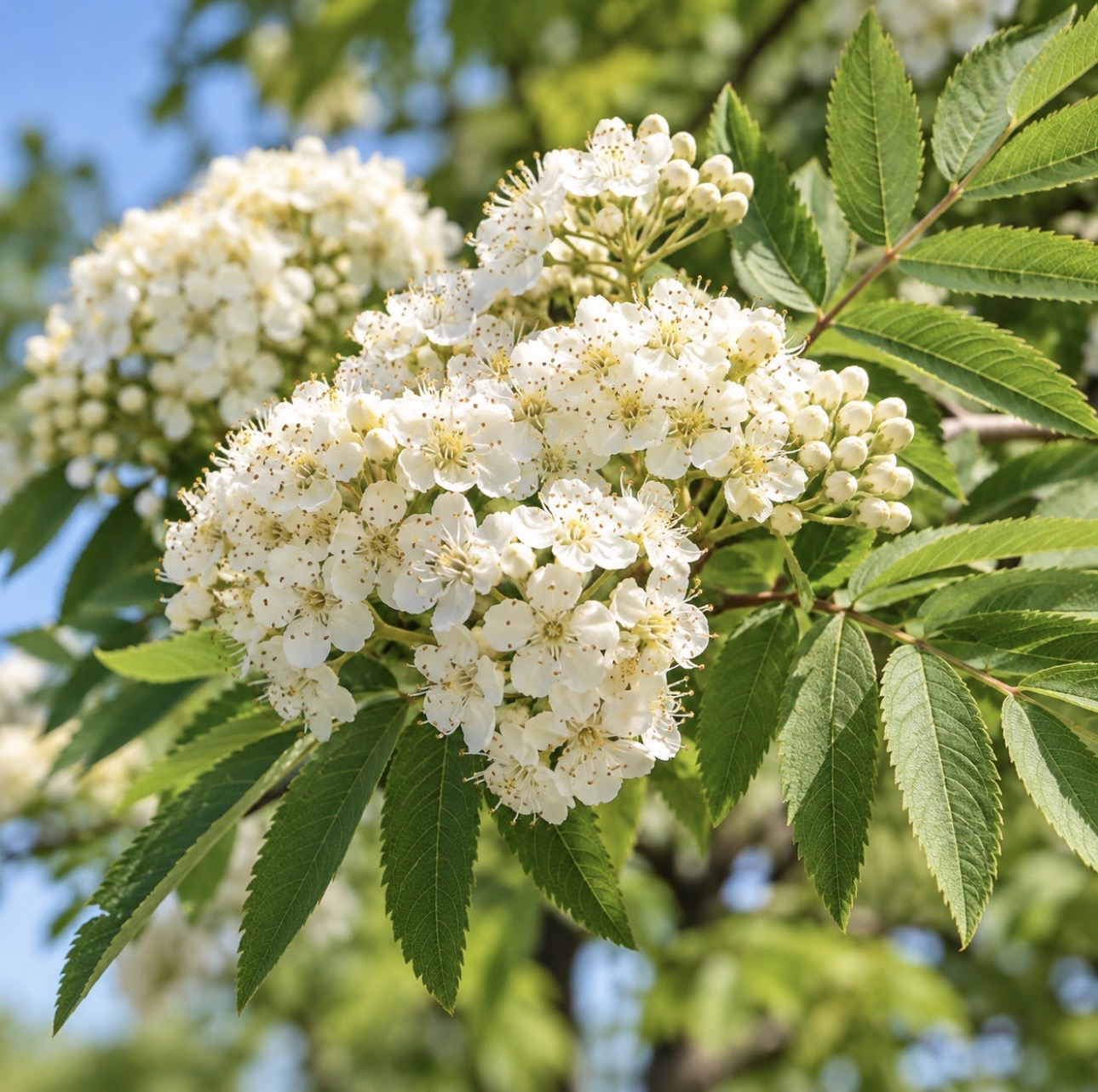 Sorbus Aucuparia (Lijsterbes) - Afbeelding 4