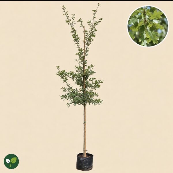 Quercus Robur (Zomer Eik)