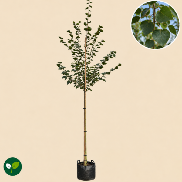 Tilia Cordata Greenspire (Winterlinde)